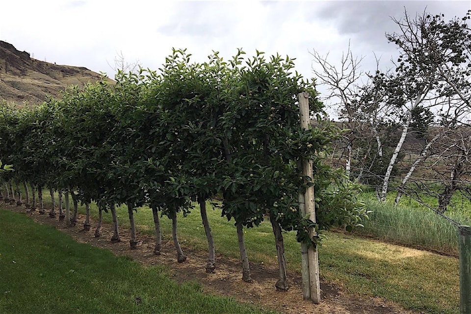 22147011_web1_20200715-BPD-fruit-trees-cache-creek-2019.tf