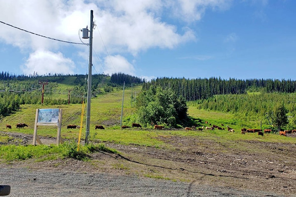 Cattle graze on the hillside at Mt. Timothy Recreation Resort this July, helping keep some of the growth down on the ski runs. (Photo courtesy of Mt. Timothy Recreation Resort)