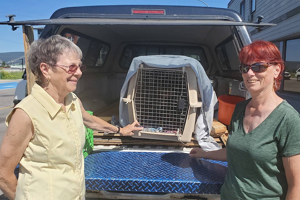 Second Chance Wildlife Rescue Society volunteers Linda and Sue Burton prepare to take a juvenile bald eagle for release back into the wild near Gibraltar Mine where it was found at the Cariboo Regional District landfill in June. (Monica Lamb-Yorski photo - Williams Lake Tribune)