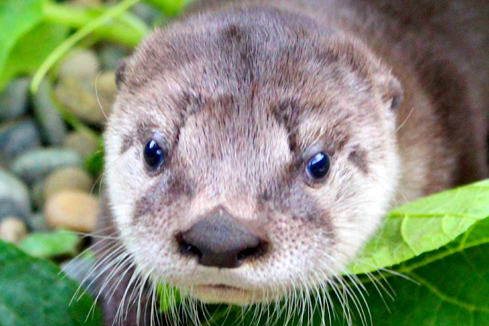 22305517_web1_200731-LAT-Otters-Crittercare_1