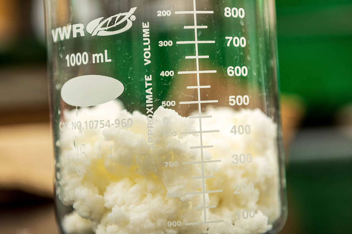 A sample of pulp at UBC’s Pulp and Paper Centre. Researchers are using pulp from B.C. wood fibre to create biodegradable, compostable masks. Photo courtesy of UBC BioProducts Institute.