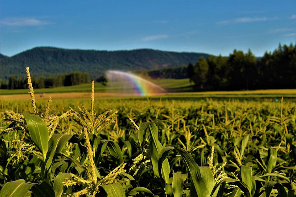 22482229_web1_200820-WLT-soda-creek-corn-farm_1