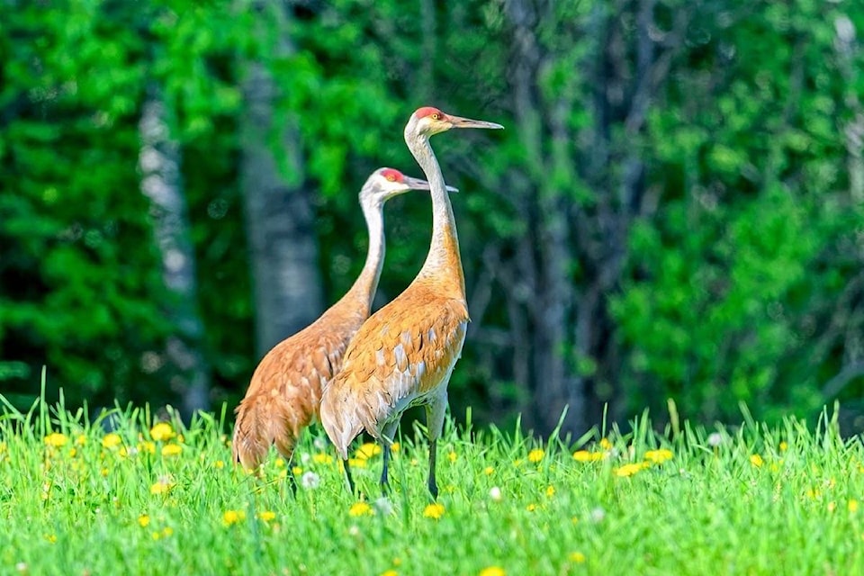 A pair of sandhill cranes stop for a walk near Horsefly. (Ivan Hardwick photo)