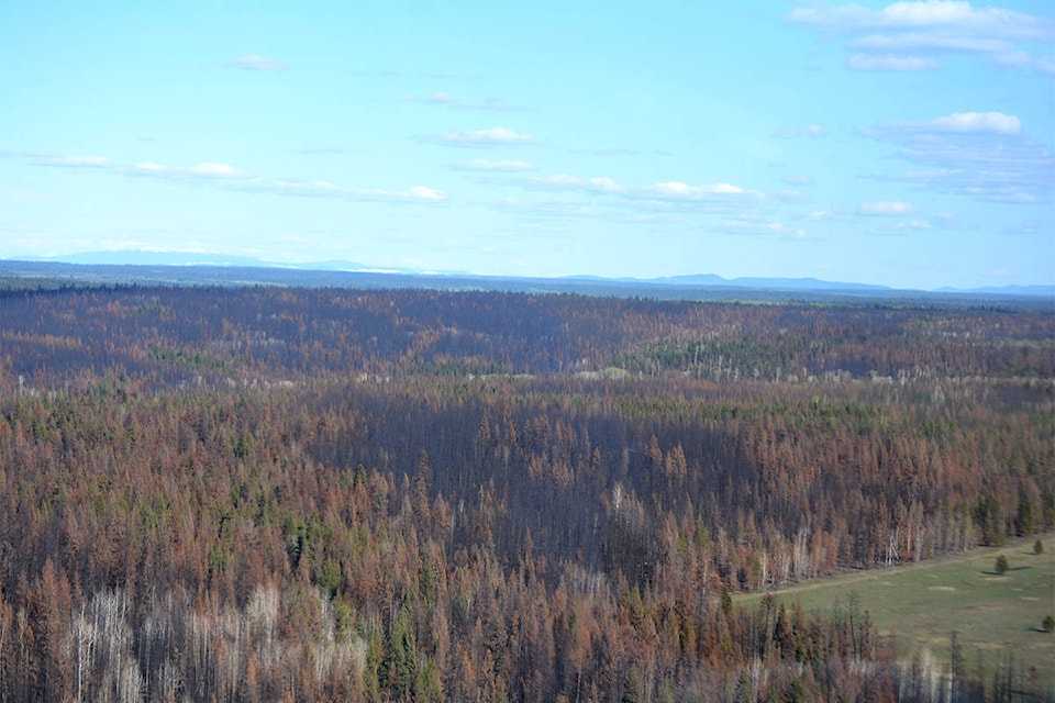 Williams Lake First Nation’s Borland Creek Logging got the contract to harvest burned timber areas near the Williams Lake Regional Airport that were impacted by the 2017 wildfires as seen here in May 2018. (Monica Lamb-Yorski photo - Williams Lake Tribune)