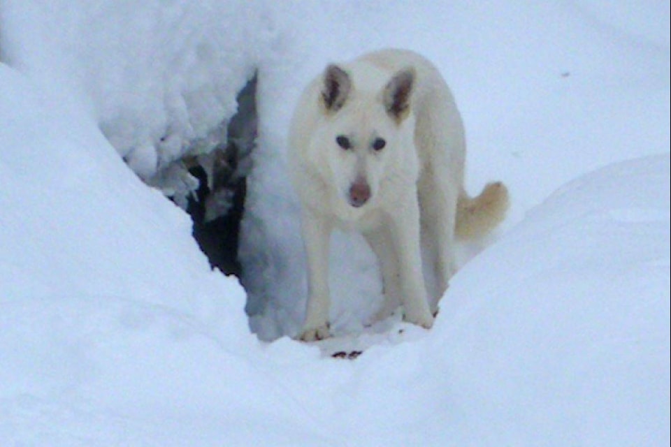 Students at Likely Elementary School in the Cariboo region are raising money to buy dog food for Tara, an abandoned dog who has lived in the forest near their community for about three years. (Photo submitted)