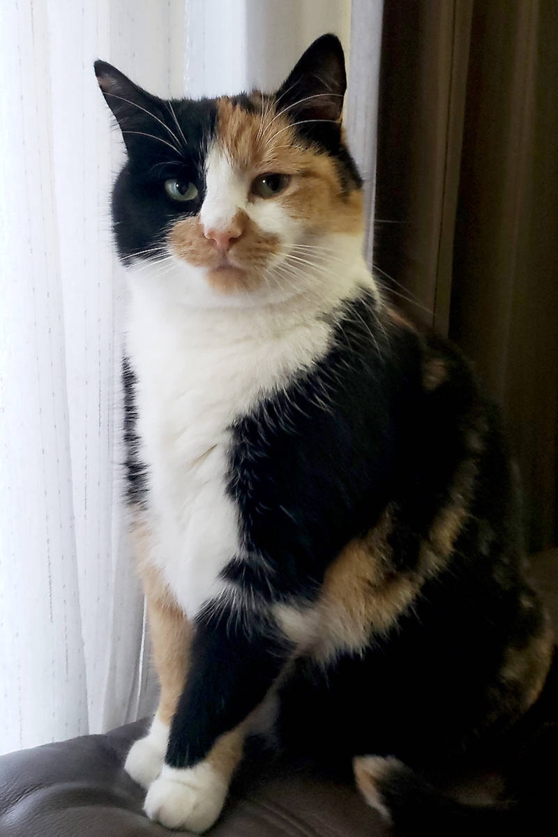 23852141_web1_210114-WLT-LETTER-kittybackhome-cat_1