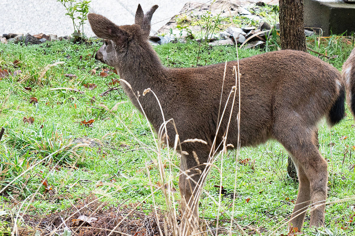 23936501_web1_210120-PQN-deer-ears-deer_1