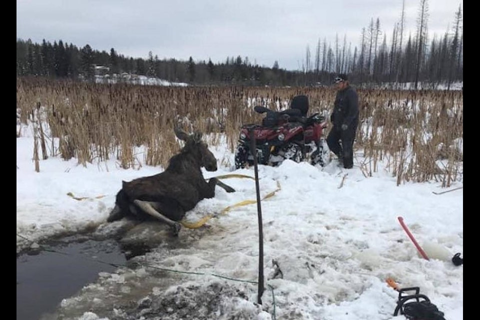 A cow moose was rescued from a frozen pond by local residents and a conservation officer east of Williams Lake on Friday, Feb. 19. (Kala Ivens photo)