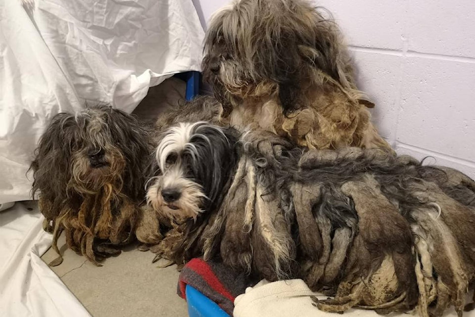 The BC SPCA is appealing for donation to help care for 119 dogs recently surrendered in northern B.C. (BC SPCA)