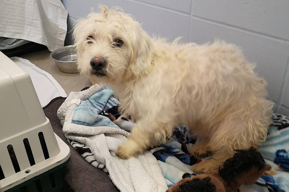 Northern bc deals spca