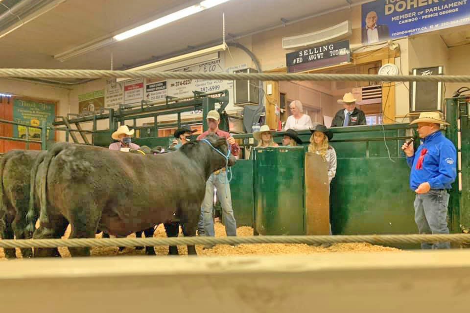 The 84th Annual Williams Lake Bull Show and Sale took place April 15 and 16 at the BC Livestock Producers Co-op, with COVID-19 restrictions in place, including the wearing of masks when necessary and Stampede Royalty contestants choosing the clear plastic type. (Photo submitted)