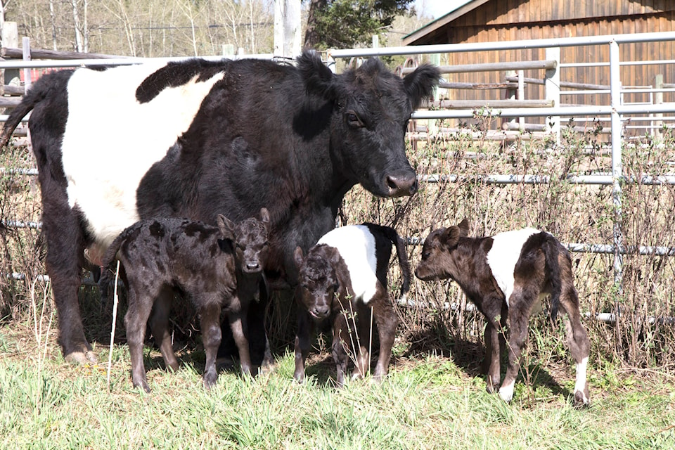 Kari, a 12-year-old Belted Galloway, produced triplets Wednesday, April 27. Mother and babies are doing fine. (Kelly Sinoski photo -100 Mile Free Press).