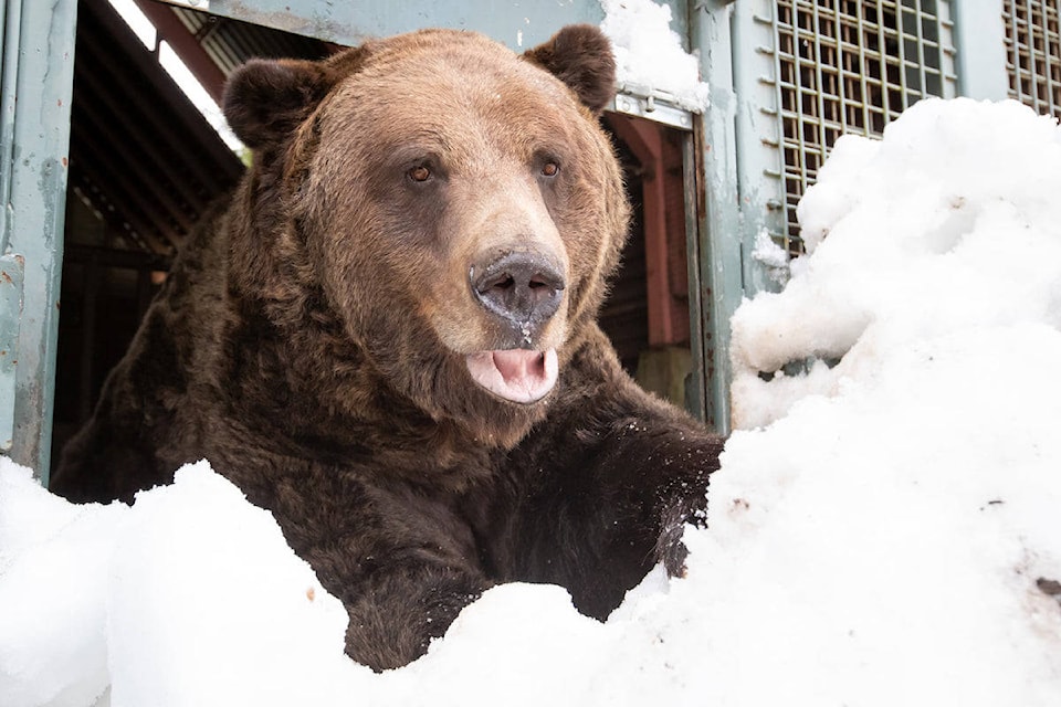 Emerging through a bed of snow Thursday, Grinder and Coola clawed their way out into the new season. (Grouse Mountain Resort)