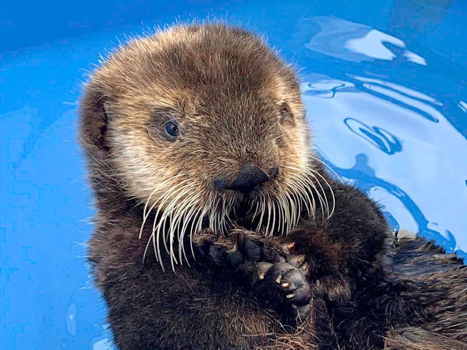 25247747_web1_210526-NIG-Quatse-unreleasable-Quatseseaotterpup_1