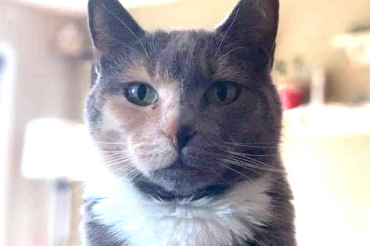 Spca hotsell missing cats