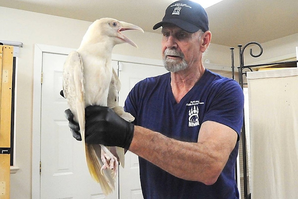 Founder and operations manager of the North Island Wildlife Recovery Centre, Robin Campbell, shows a rare white raven being nursed back to health. (Michael Briones photo)