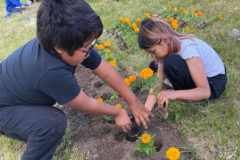 Little Chiefs Primary School students help plant 215 marigolds at Williams Lake First Nations Sugar Cane community on Wednesday, June 9. (Shawna Philbrick photo)