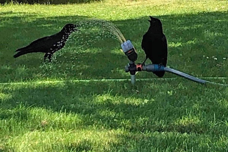 Two crows cool themselves and find a drink, thanks to a Williams Lake resident who has been helping keep them and passersby cool during the heat wave. (Diana Watt photo)