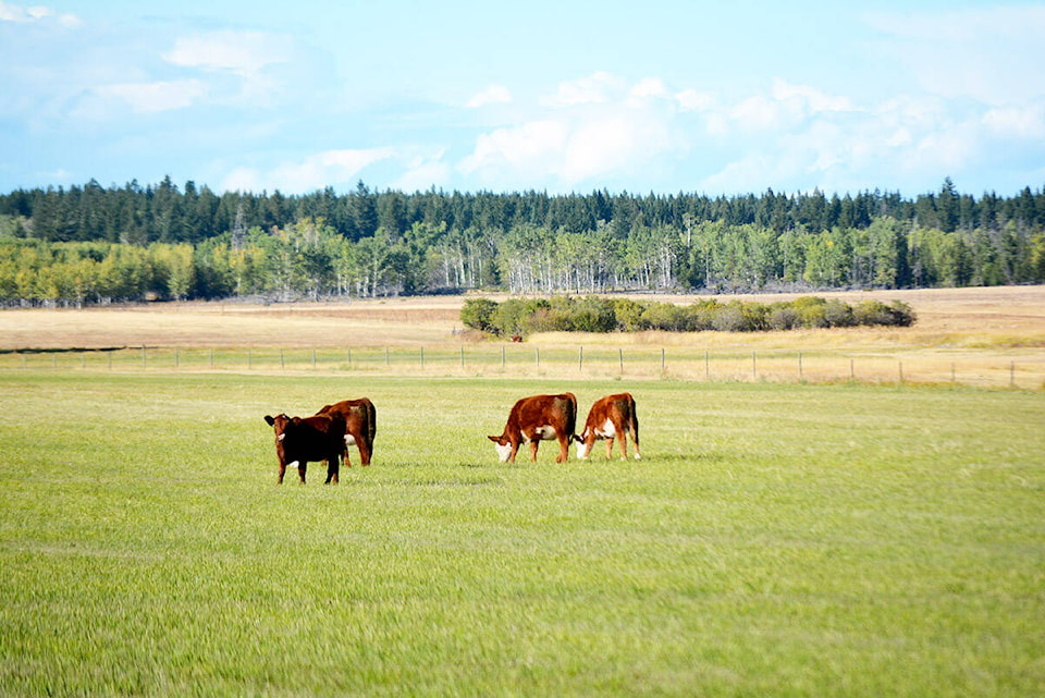 26484968_web1_170922-WLT-Cows