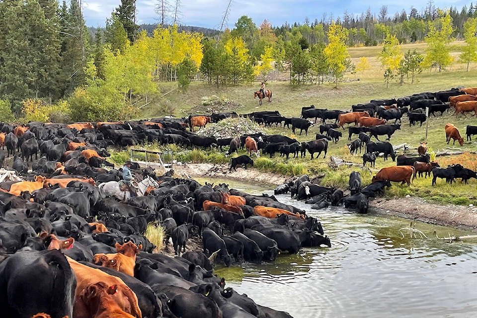 26647833_web1_210930-WLT-ranch-roundup-cattle_2