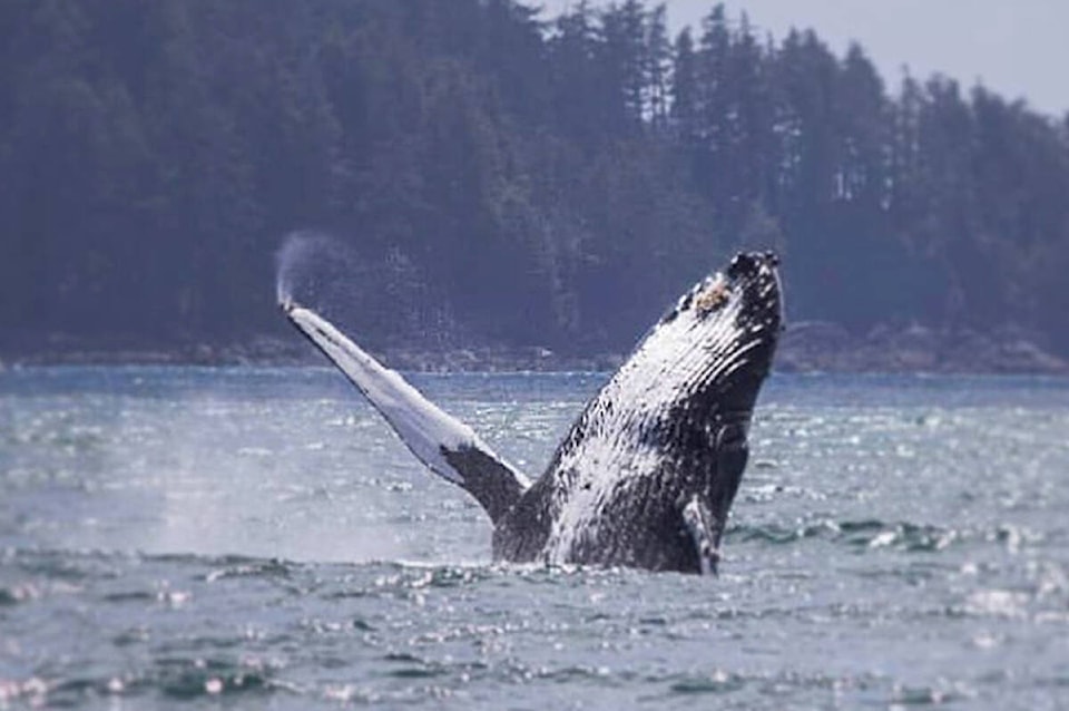 26858223_web1_211020-UWN-entangled-humpback-rescued_1