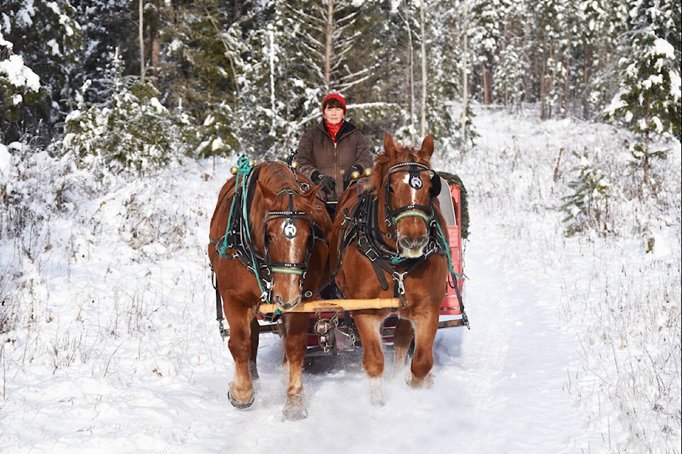 Karen Sepkowski drives her team of horses, Hope and Grace, through freshly fallen snow recently as she and her husband Kim prepare to give sleigh rides this season. (Monica Lamb-Yorski photo - Williams Lake Tribune)