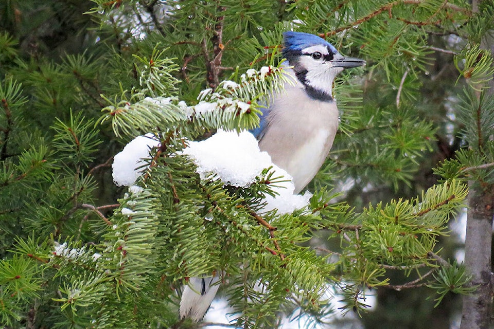 27399299_web1_211208-WLT-ChristmasBirdCount-bluejay_1