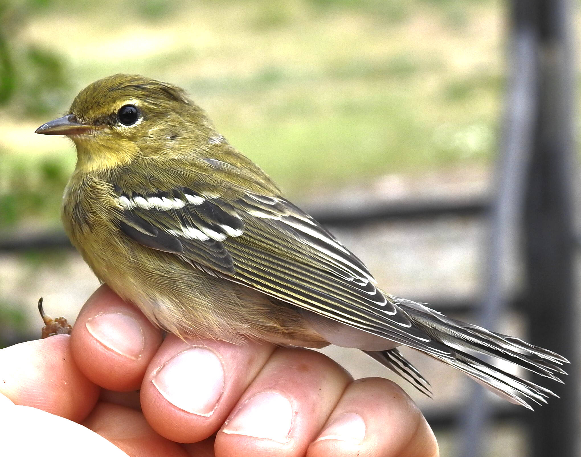 27590673_web1_211223-WLT-tatla-bird-count-tatlalake_4