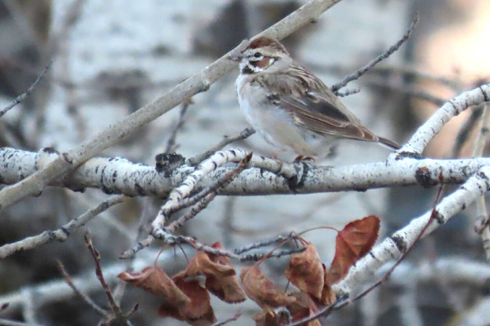 A Lark Sparrow was spotted on Opal Street in Williams Lake during this year’s Christmas Bird Count, which is unusual for a bird normally wintering in much warmer climes and only the third one counted in Canada. (Phil Ransom photo)