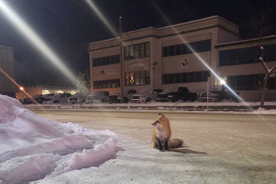 Fox 1 could regularly be spotted near Petro Canada in downtown Quesnel and was recently trapped by Second Chance Wildlife Rescue. (Photo submitted)