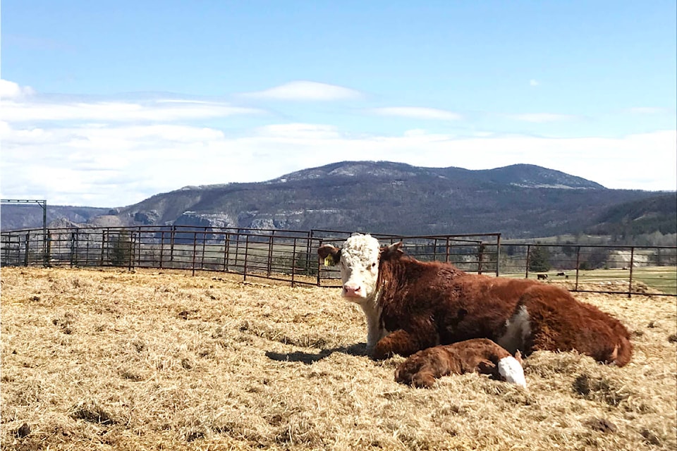 28687426_web1_220407-WLT-CattleCountryJordanGrier-bullsale_1