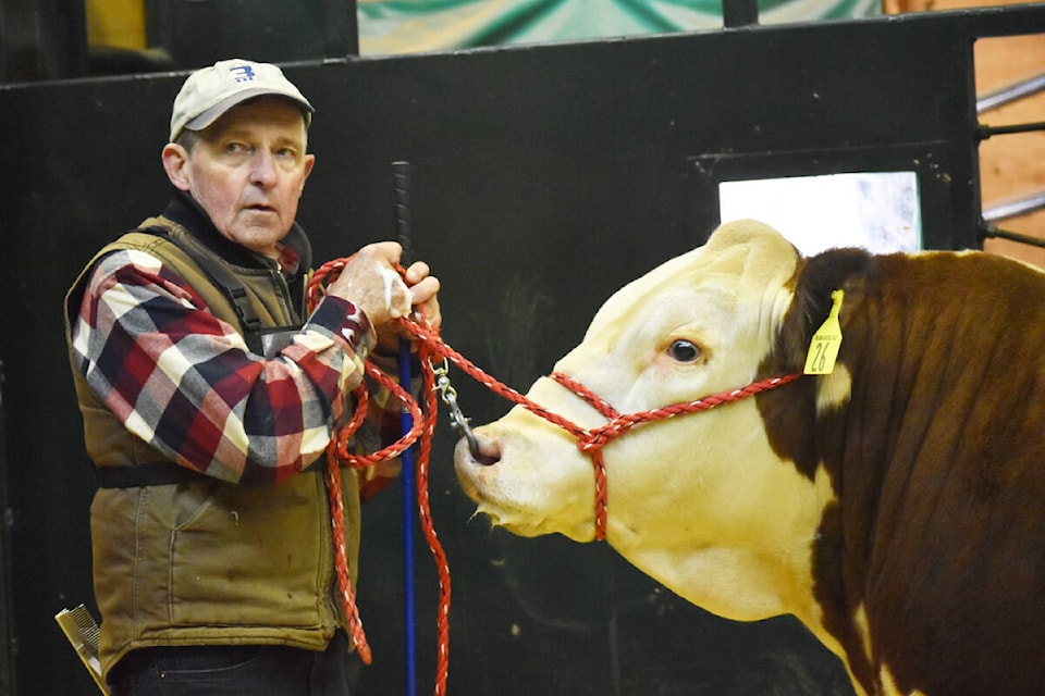 Daryl Kirton of 3DL Ranch in Abbotsford with his Grand Champion Hereford yearling during the judging at the 85th Annual Williams Lake Bull Show and Sale. (Monica Lamb-Yorski photo - Williams Lake Tribune)