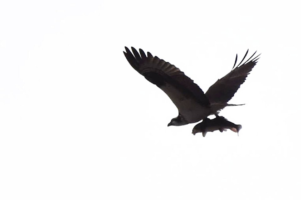 28930069_web1_220428-WLT-fish-flying-bird-osprey_1