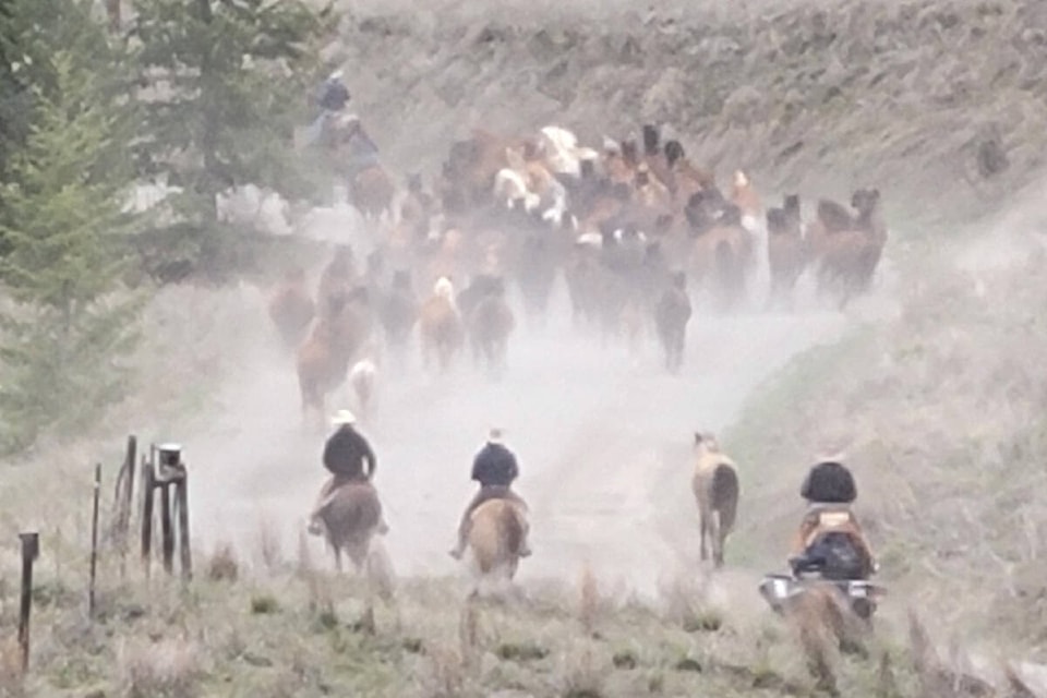 Riders and horses are met at the road by others on ATVs and side by sides. (Georgina Chipman photo)