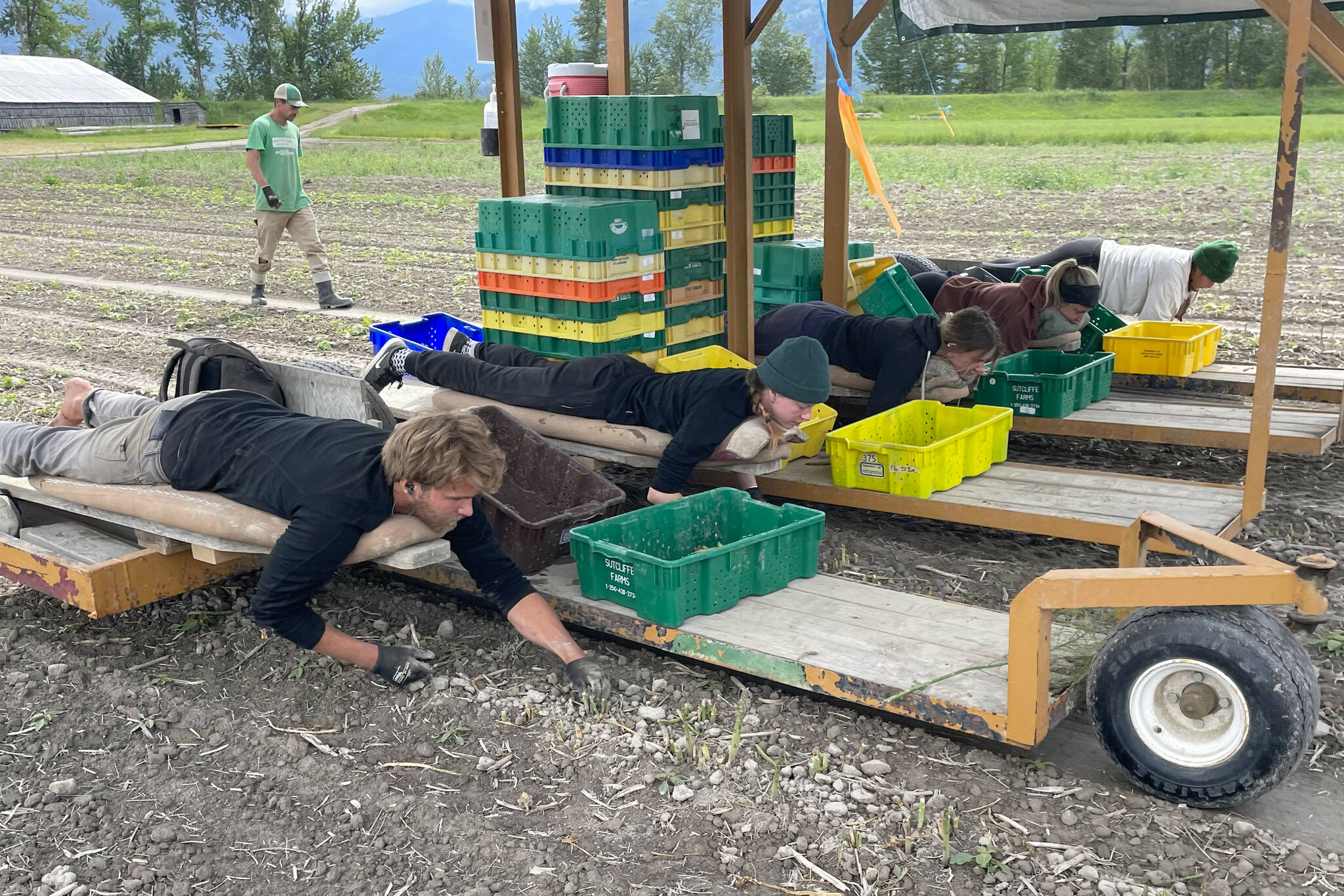 The pickers lay down on a flatbed trailer to harvest asparagus. (Photo by Kelsey Yates)