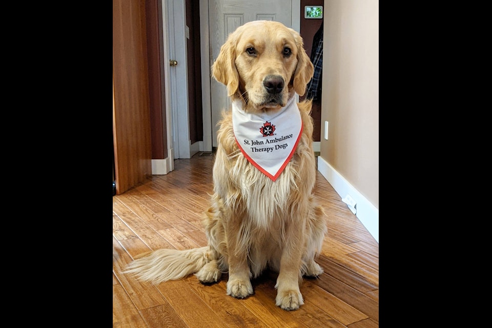 Sja online therapy dog
