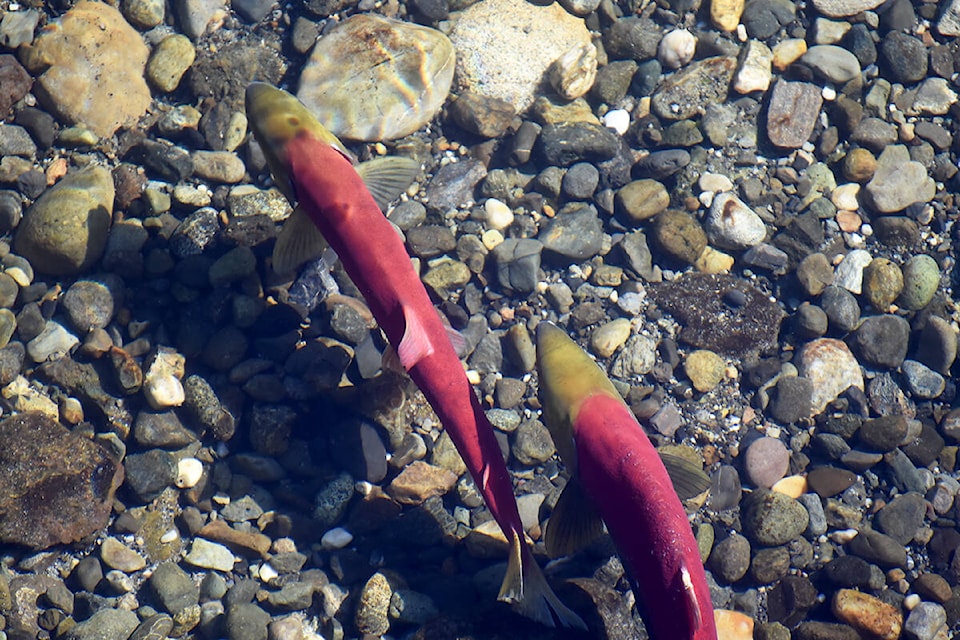 29200627_web1_210923-WLT-horsefly-salmon-trout-horseflyriver_2