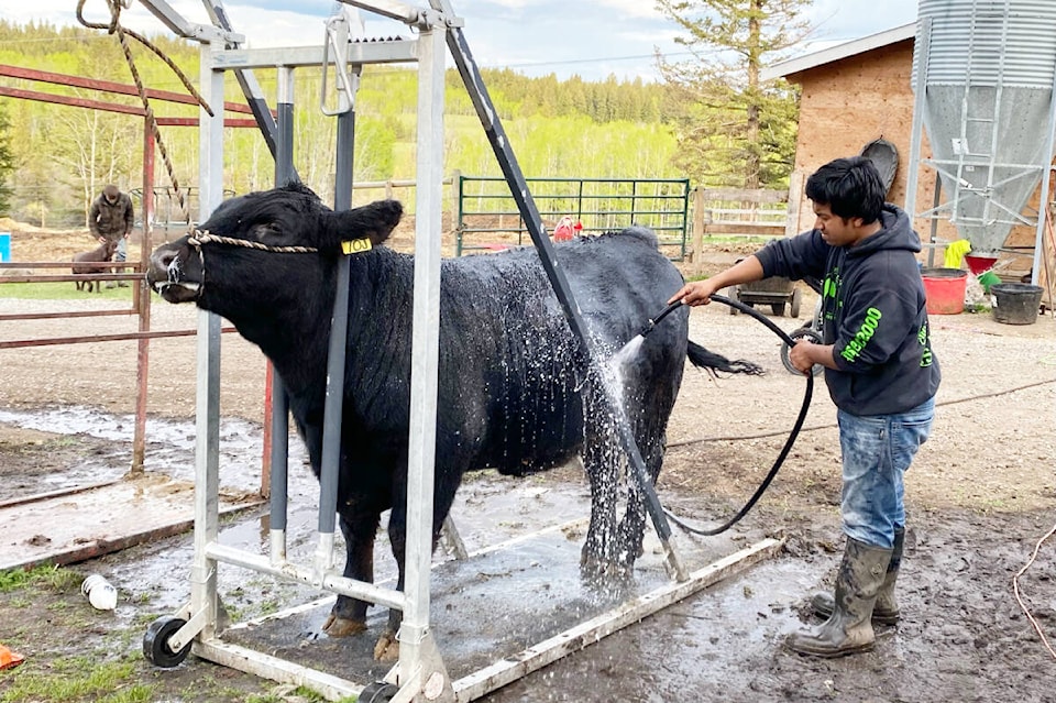 29295134_web1_220602-WLT-CaribooJuniorBeefShow_1