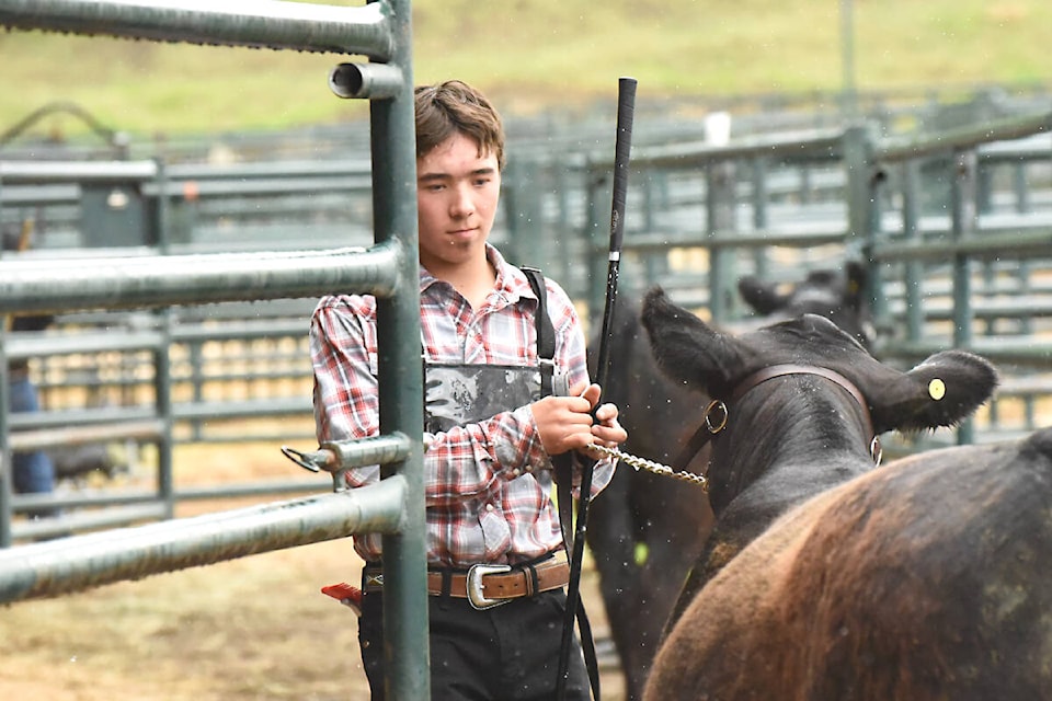 Riley DeRose attends Cariboo Classic Junior Steer and Heifer Show. (Angie Mindus photo - Williams Lake Tribune)