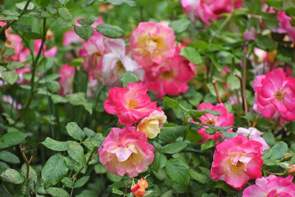29384600_web1_roses