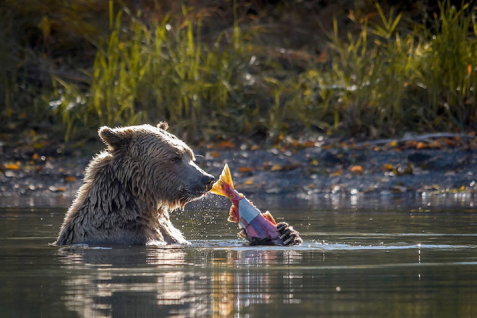 Access to Chilko-Newton Road south of Henry’s Crossing in the Chilcotin will be closed to the public during salmon spawning season from Sept. 1 to Oct. 31, 2022. (TNG map) A grizzly bear feeds on salmon to prepare for winter hibernation in the Chilcotin last fall. Once again, the Ministry of Land, Water and Resource Stewardship and Ministry of Forests have closed the Chilko-Newton Road to mitigate risks of human-bear contact during the salmon spawning season. (Monika Petersen file photo)