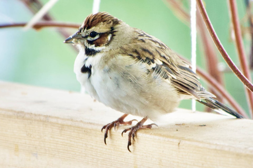 31213218_web1_221208-WLT-Christmas-Bird-Count_1