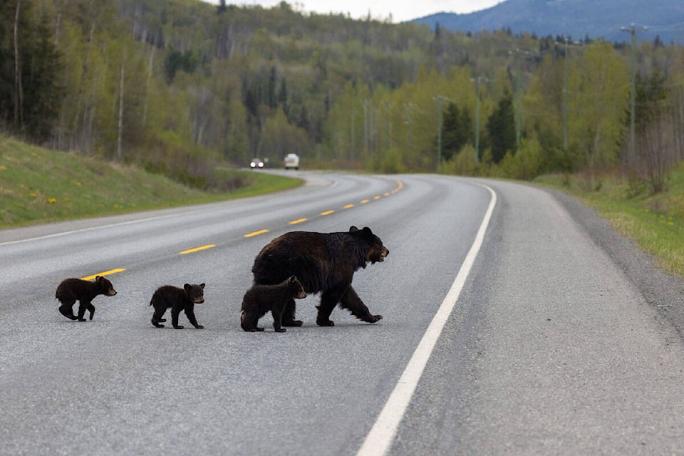 31369334_web1_221222-GOS-Wildlife-BearPasses_1