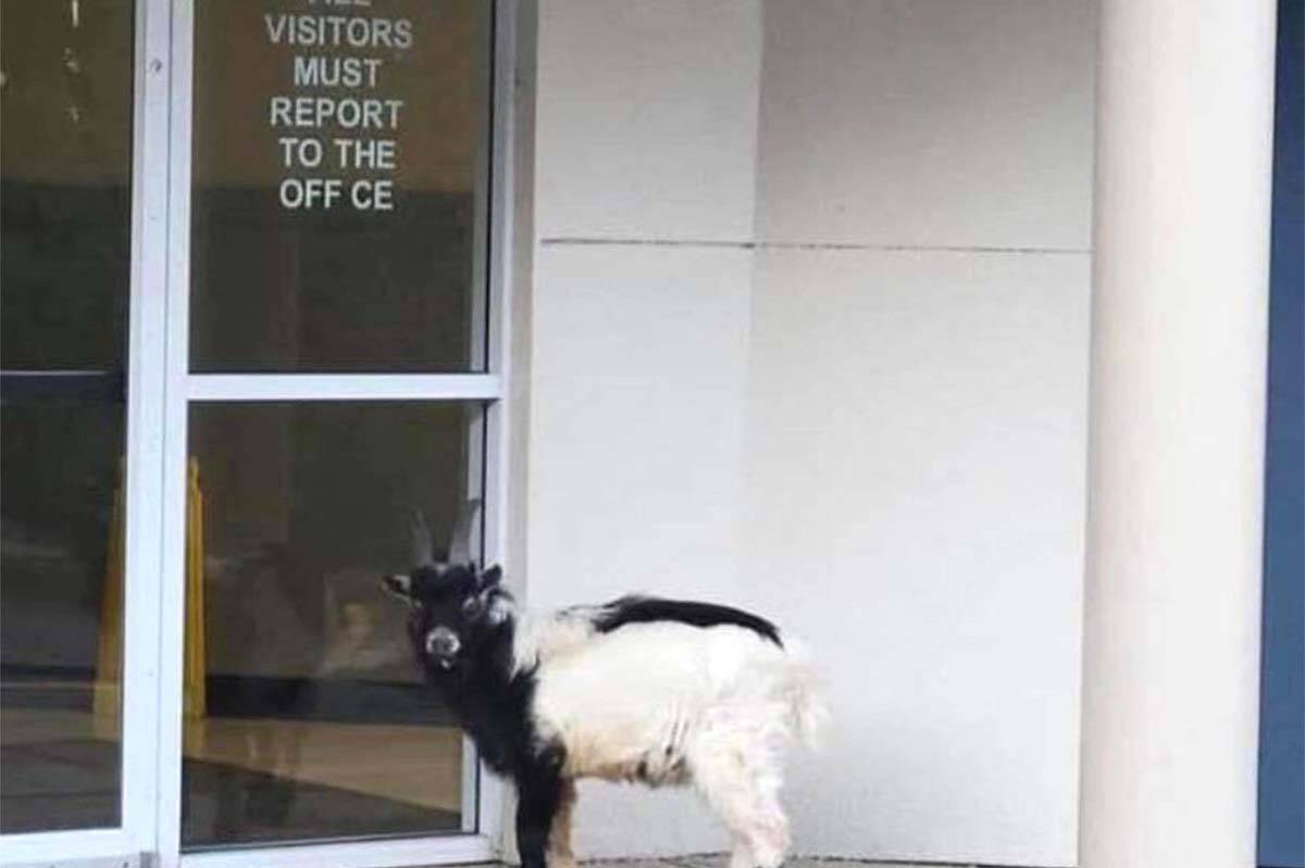 A wayward goat at Abbotsford School of Integrated Arts. (Facebook photo)