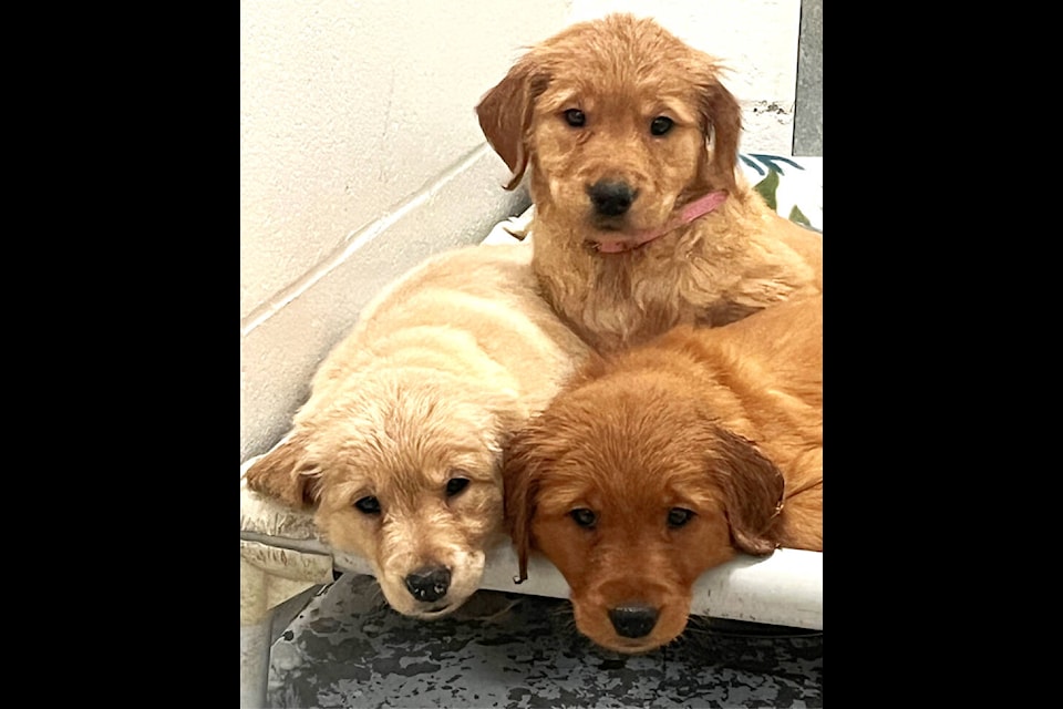 Retriever puppies deals rescue