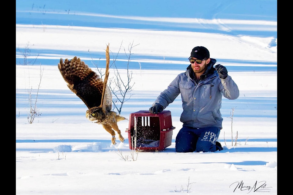 Matt Pistell releases Lucky the Great Horned Owl, who he accidentally hit with his car in December, back into the wild on March 16 near Lac La Hache. (Murray Zelt photo)