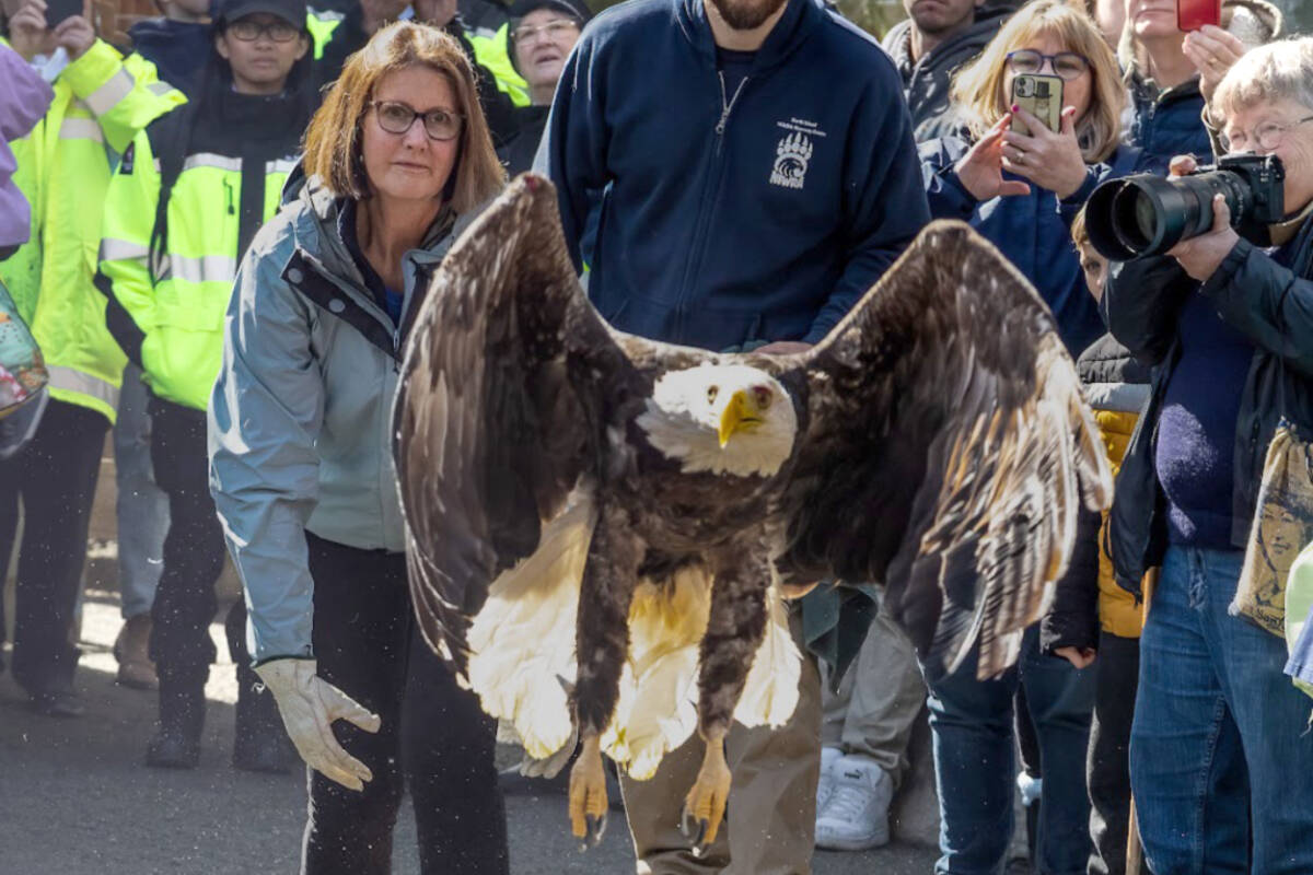Denise Foster of the French Creek Estuary Nature Preserve releases the rehabilitated eagle back to its natural elements, with North Island Wildlife Recovery Centres Animal care supervisor Derek Downes assisting her. (Deb Freeman photo)