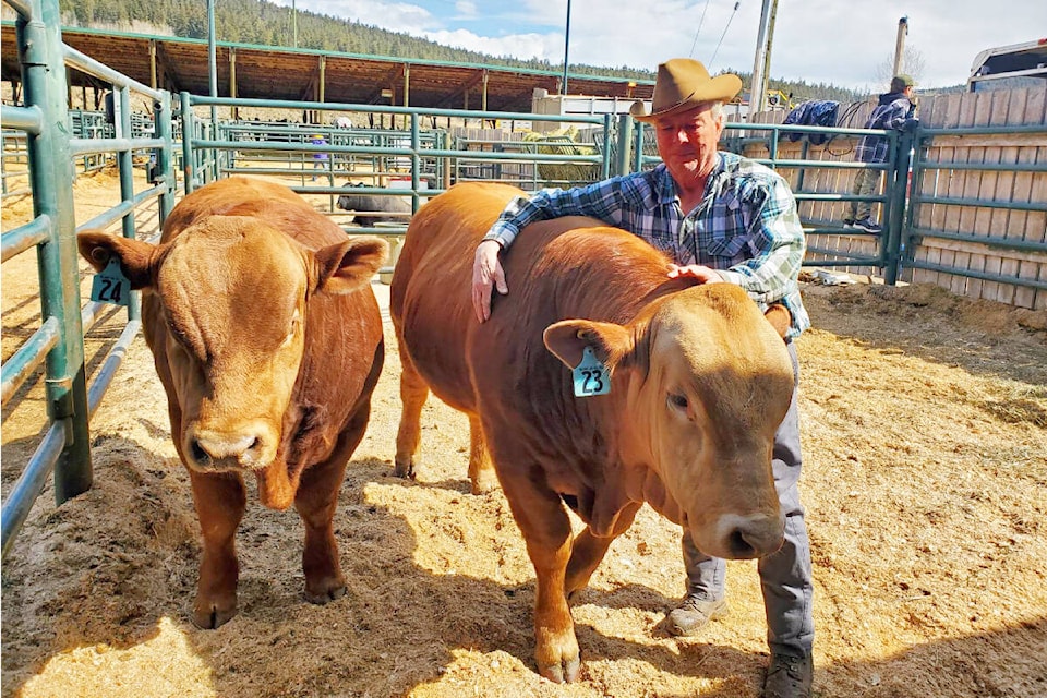 Barry Mader of Pritchard brought two of his Gelbviehs to the Williams Lake Bull Show and Sale. (Monica Lamb-Yorski photo - Williams Lake Tribune)