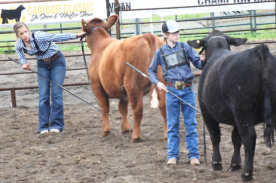 32769844_web1_220609-WLT-Cariboo-classic-beef-show-cattle_4