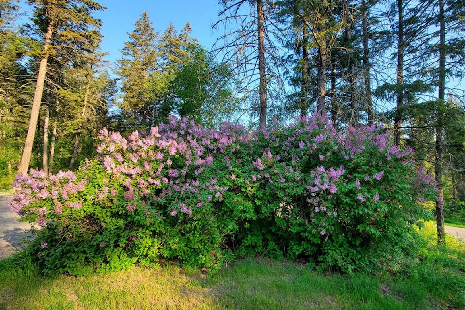 32812788_web1_230525-WLT-french-connection-lilacs_1